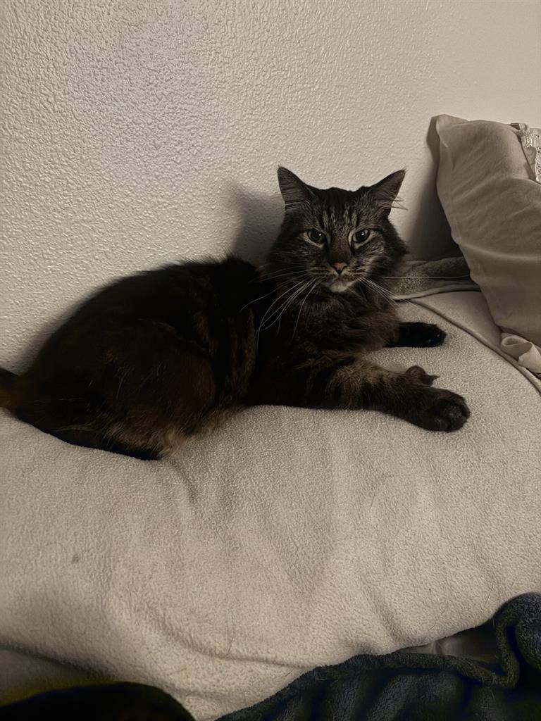 Looking for a Roomate
