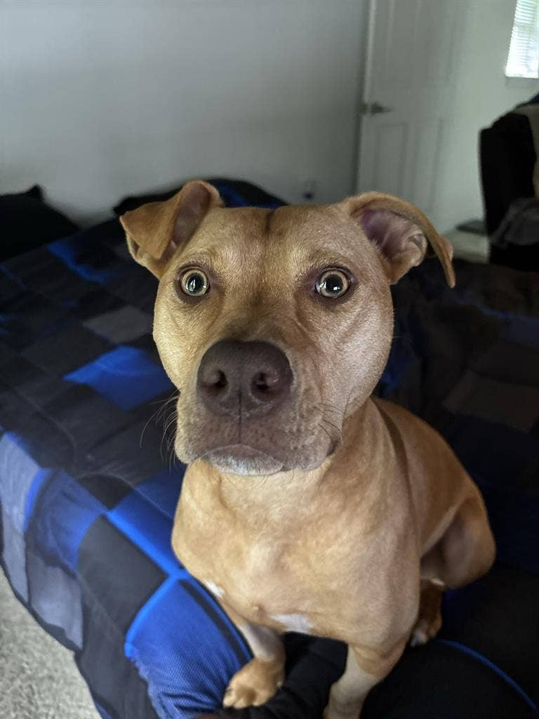 Seeking roommate with dog