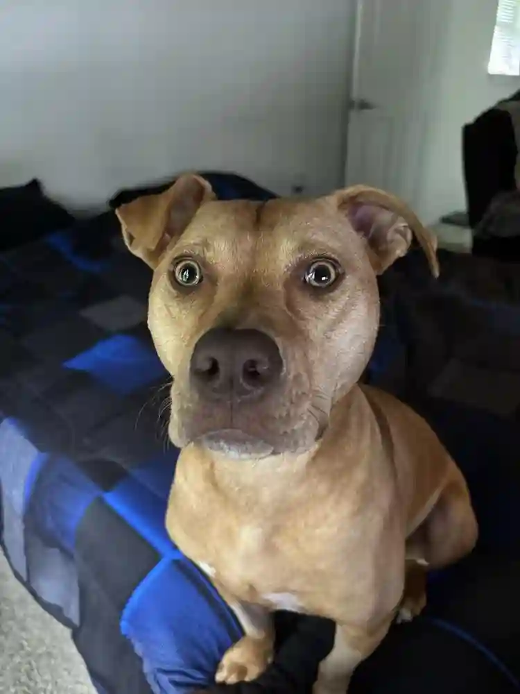 Seeking roommate with dog