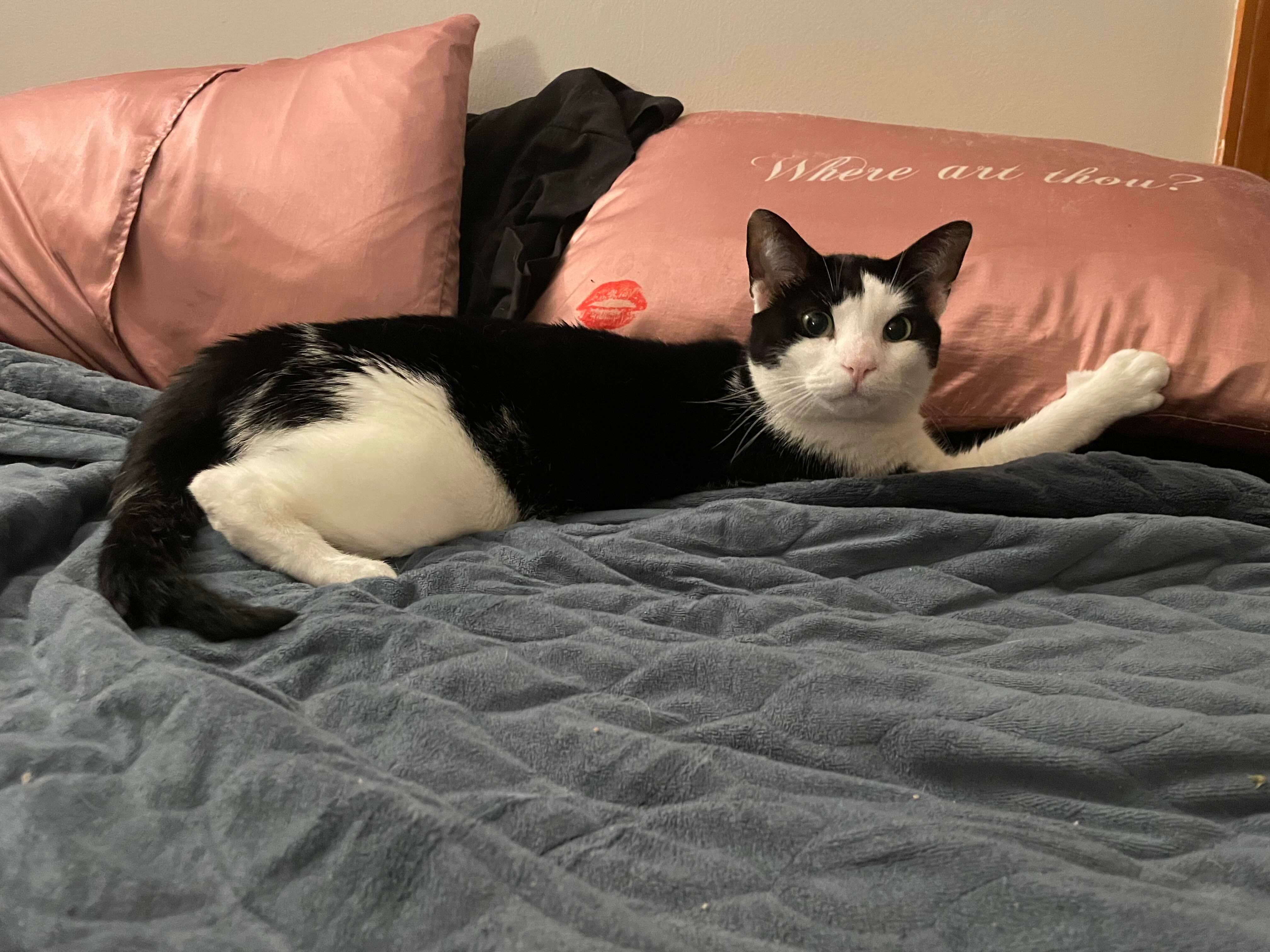 Looking for a Female Roommate!