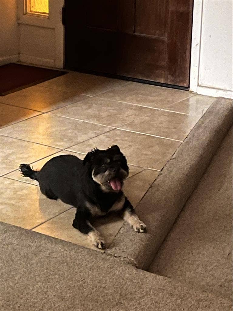 Looking for a room for me & my dog.