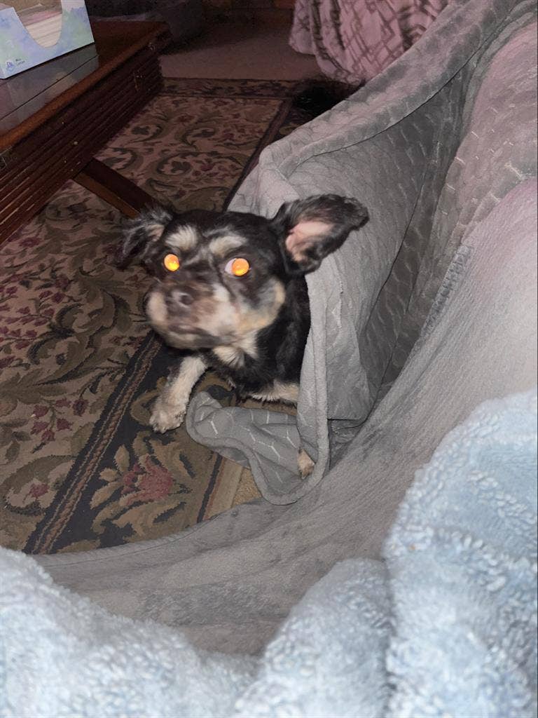 Looking for a room for me & my dog.