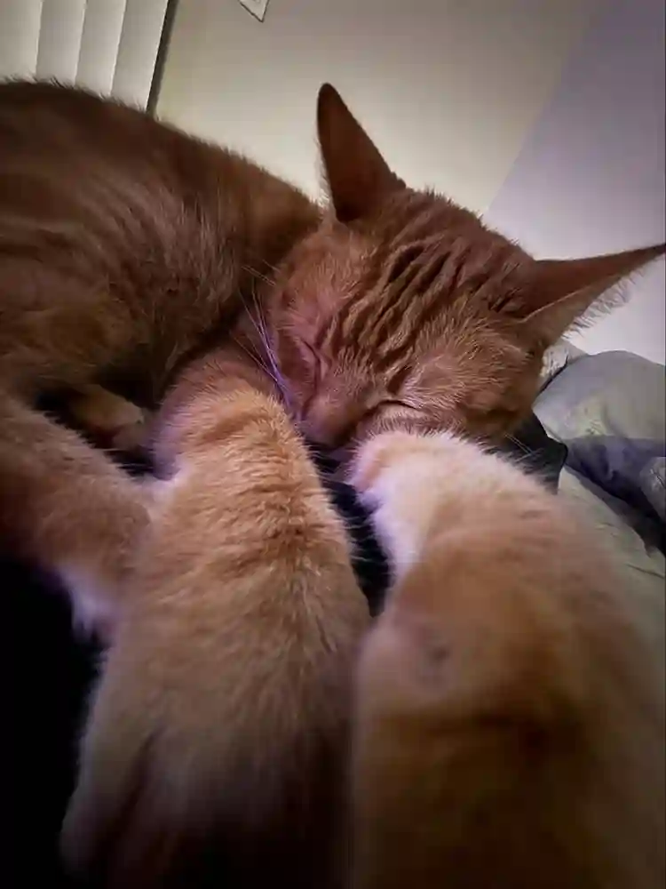 UTI STUDENT FOR CAT FRIENDLY