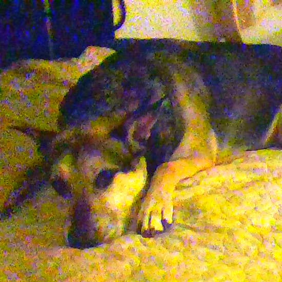 Artist and Dog need a room