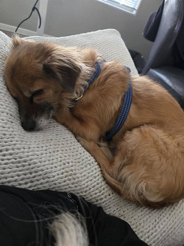 34 yo female 2 small sleepy dogs