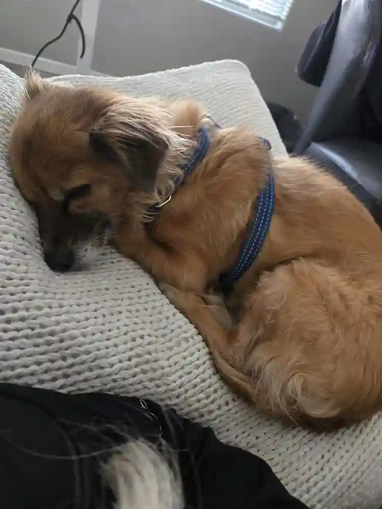 34 yo female 2 small sleepy dogs