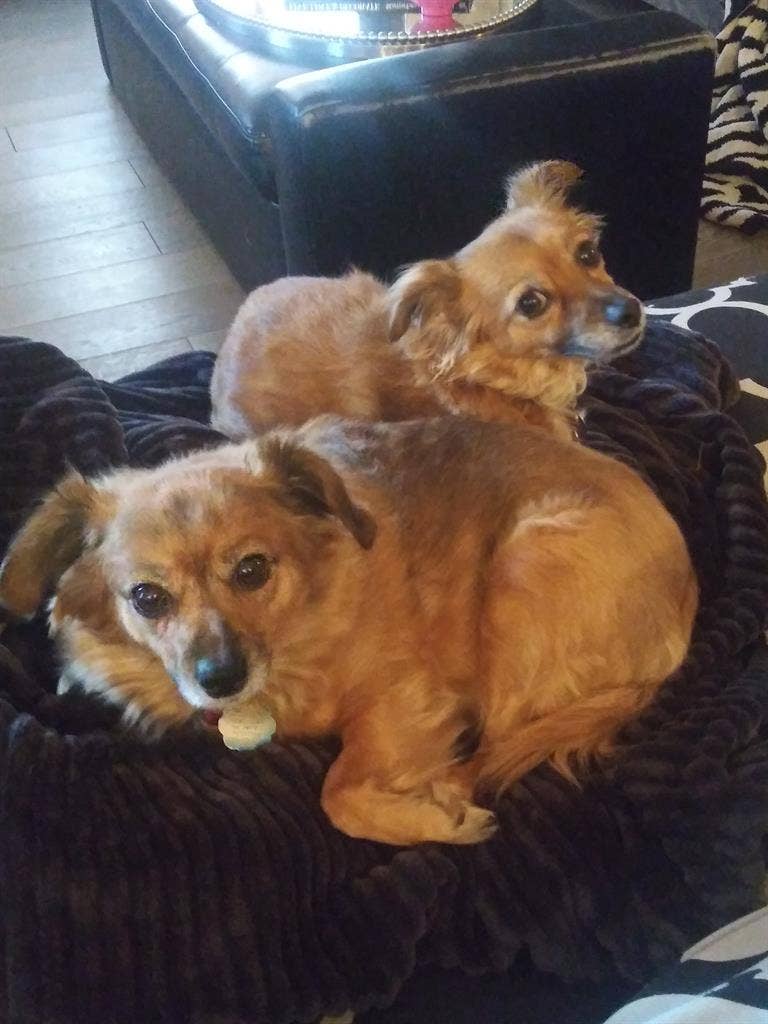 34 yo female 2 small sleepy dogs