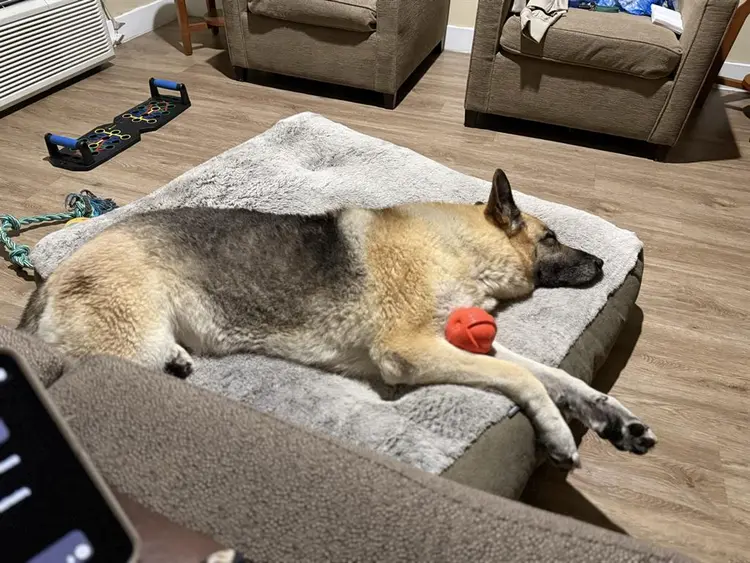 Looking for Room for me & my puppy