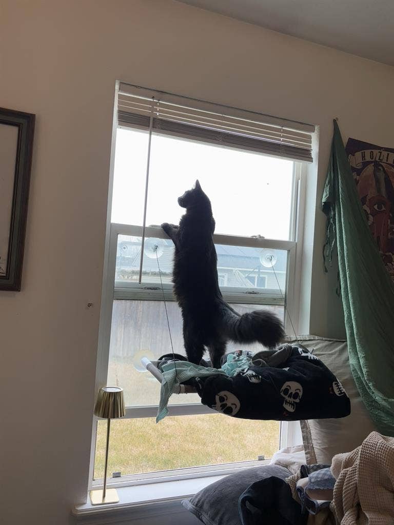 Seeking room for me and my kitty