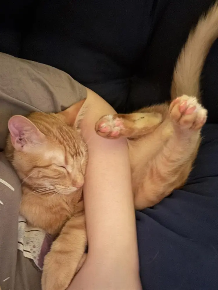 Seeking room beginning Feb or Mar