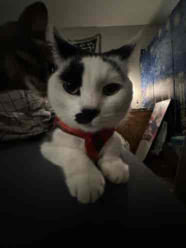 Female w/ two pet friendly cats