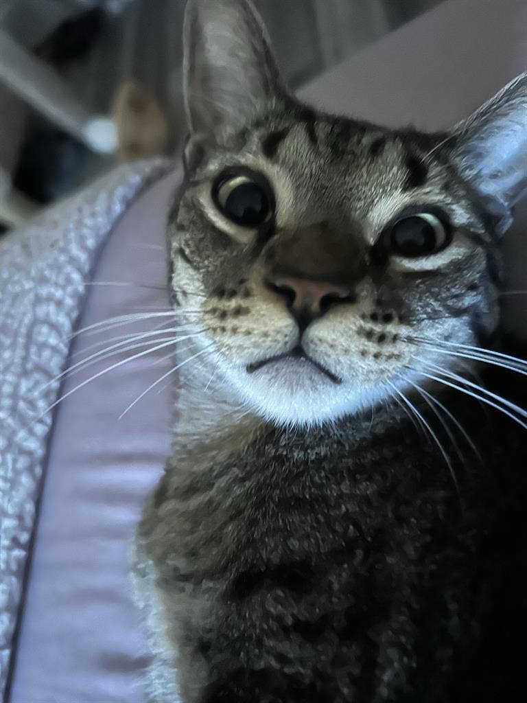 Female w/ two pet friendly cats