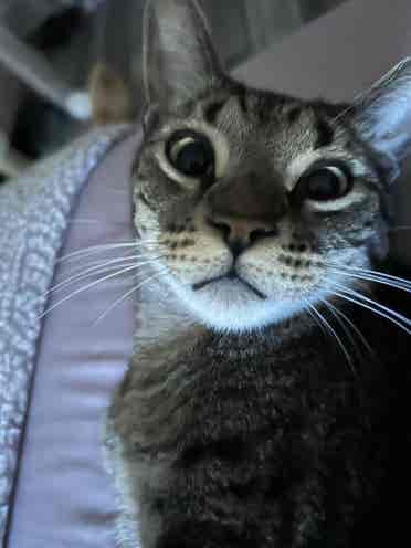 Female w/ two pet friendly cats
