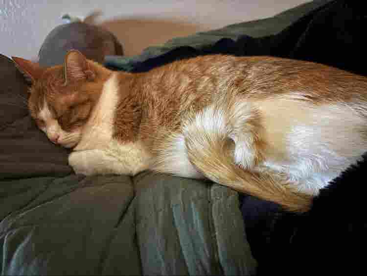 Looking for a room or roommates