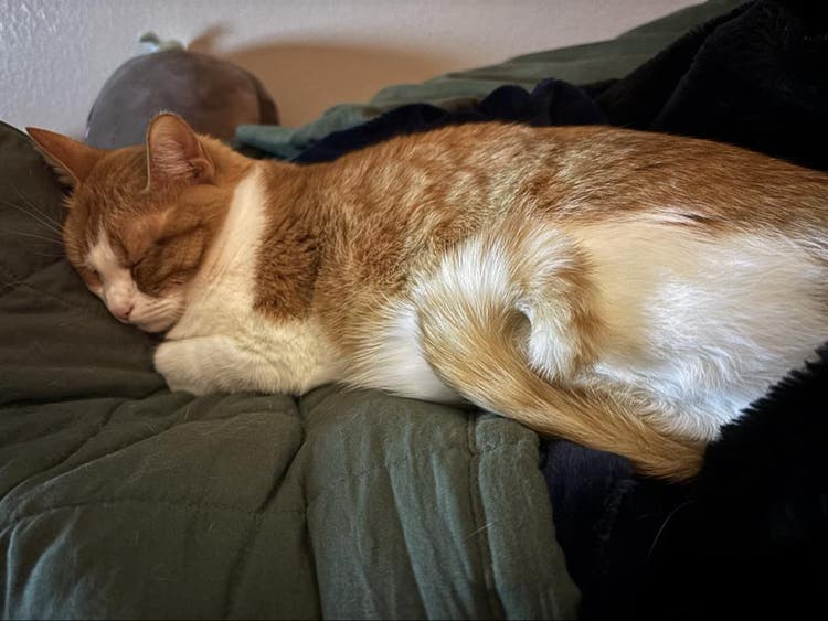 Looking for a room or roommates