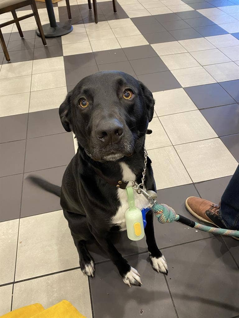 Man/Woman/Service Dog