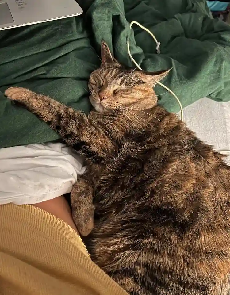 Seeking roommate or room to rent