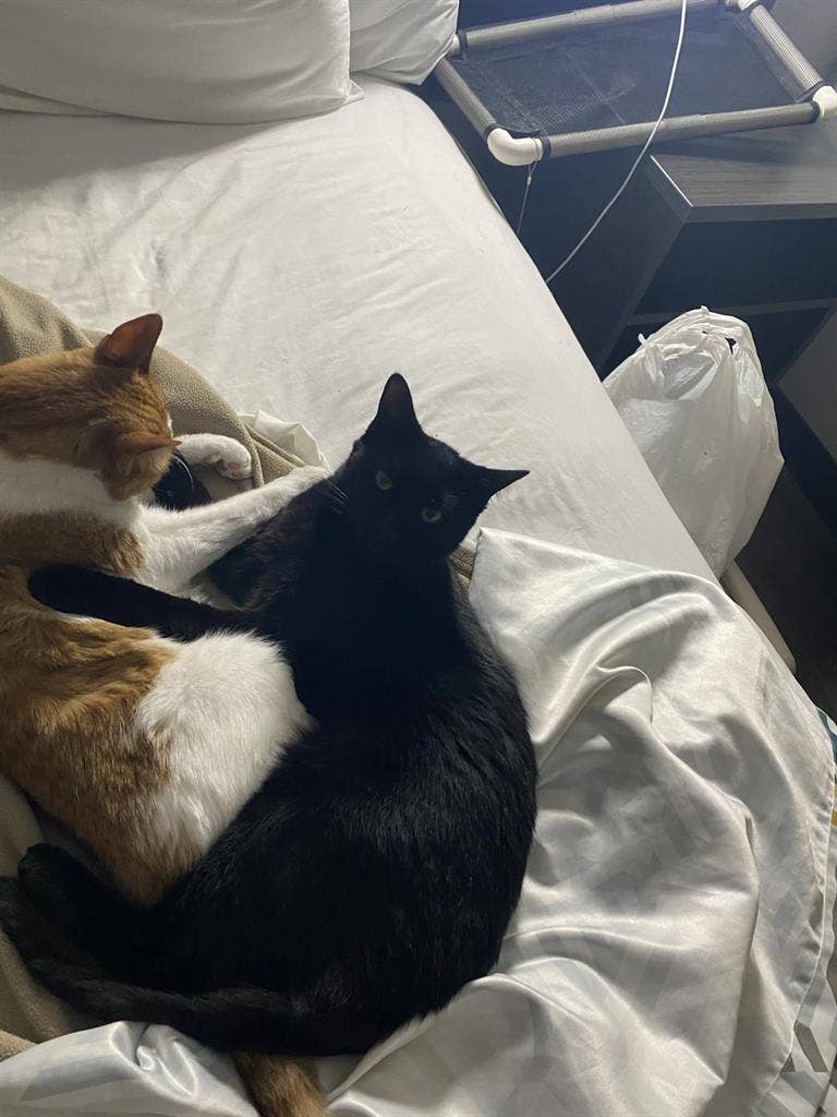 ISO cat friendly room
