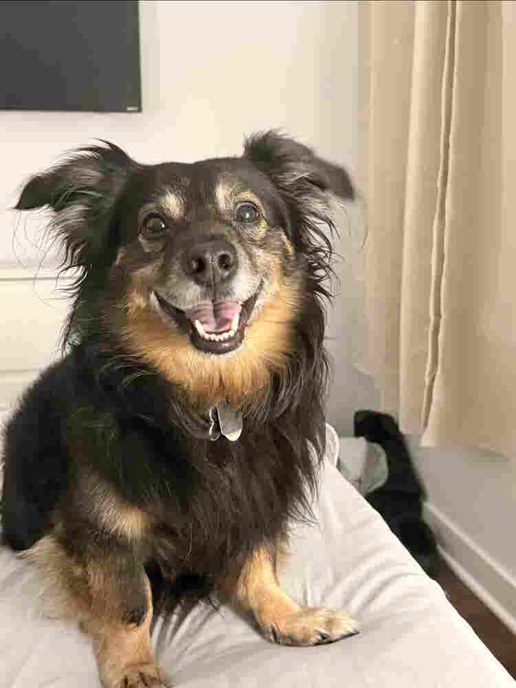 Clean, Chill, and Pet-Friendly