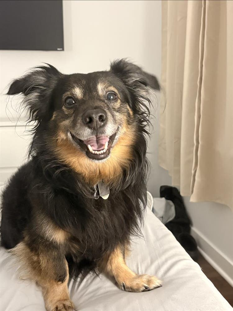Clean, Chill, and Pet-Friendly