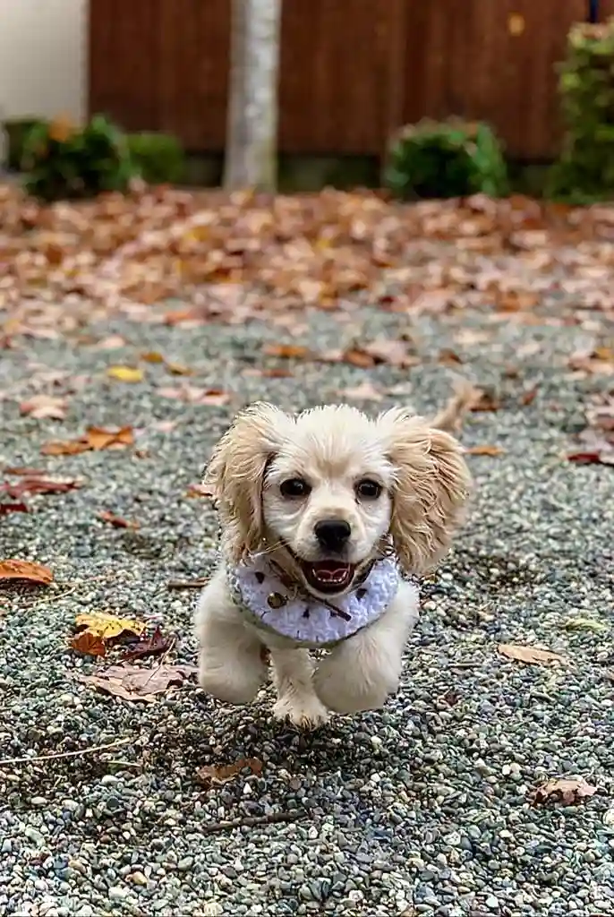 Temporary room for cat, dog and I!