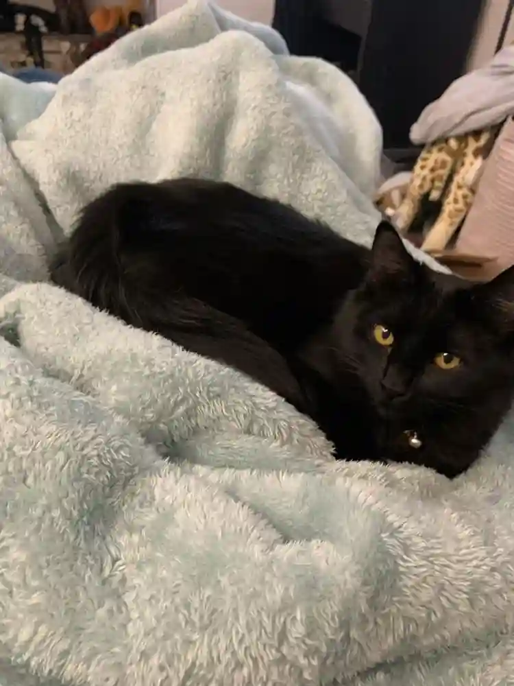 Temporary room for cat, dog and I!