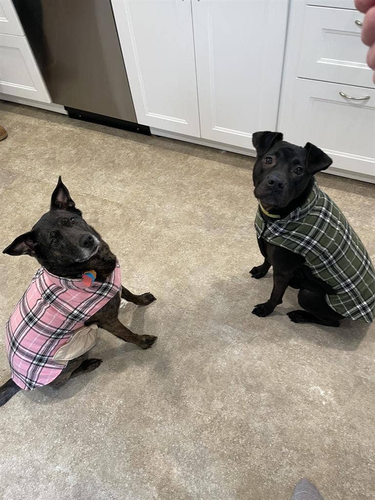 Looking for me and my two dogs!