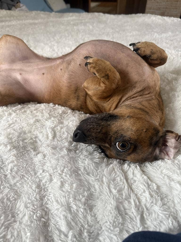 Room to rent with small dog