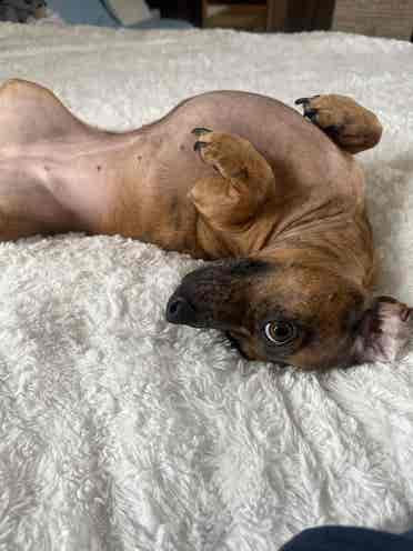 Room to rent with small dog