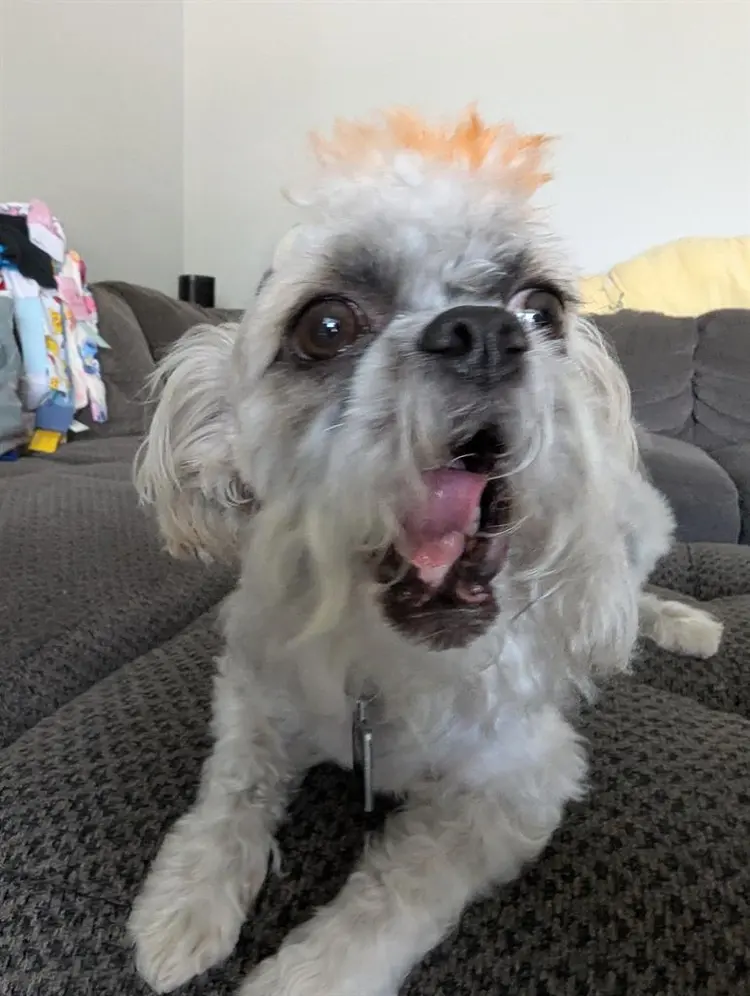 Look for room to rent