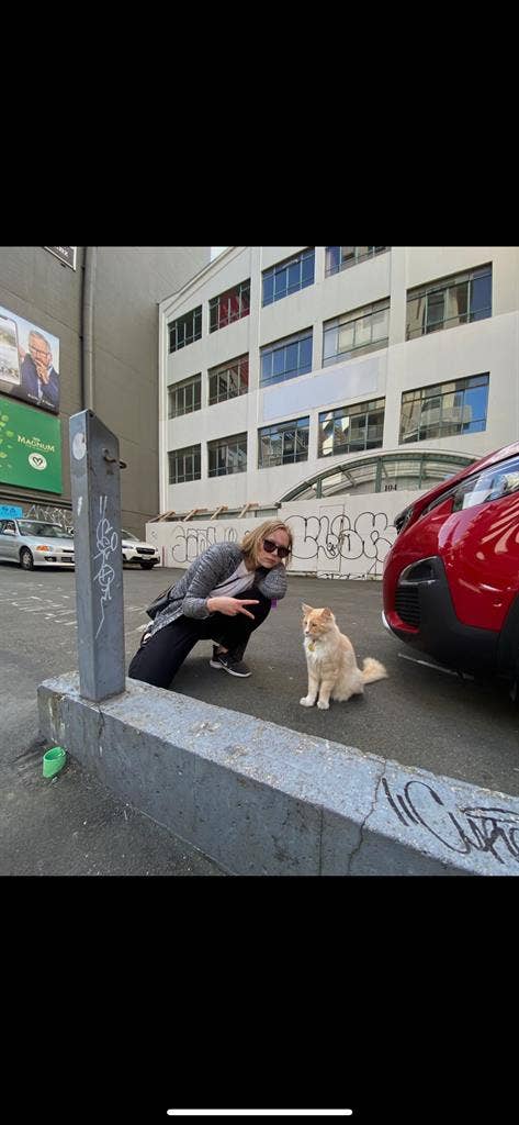 3 cool cats looking for a room