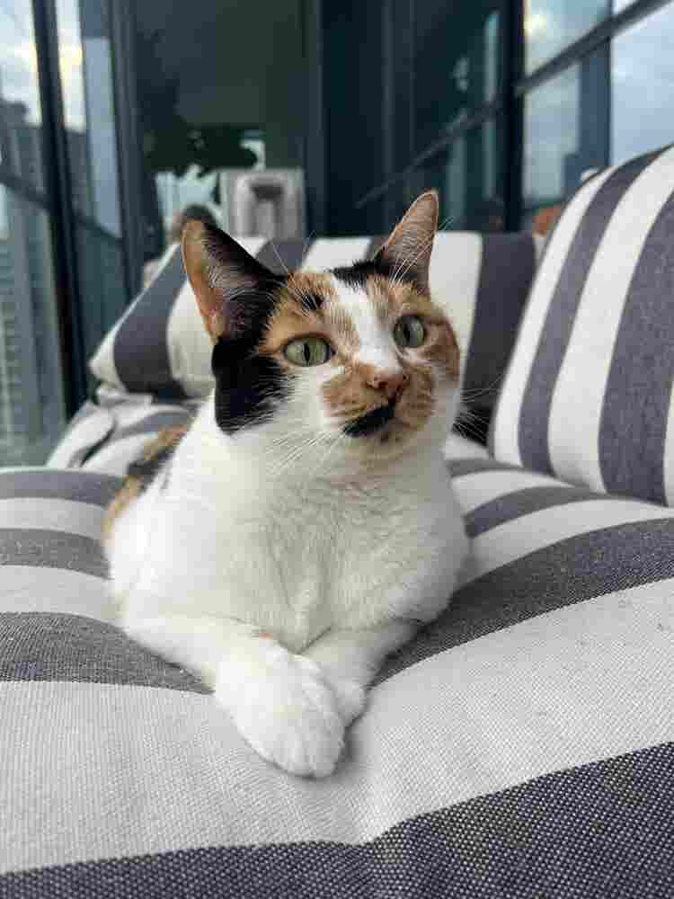 Flight attendant looking for roomie