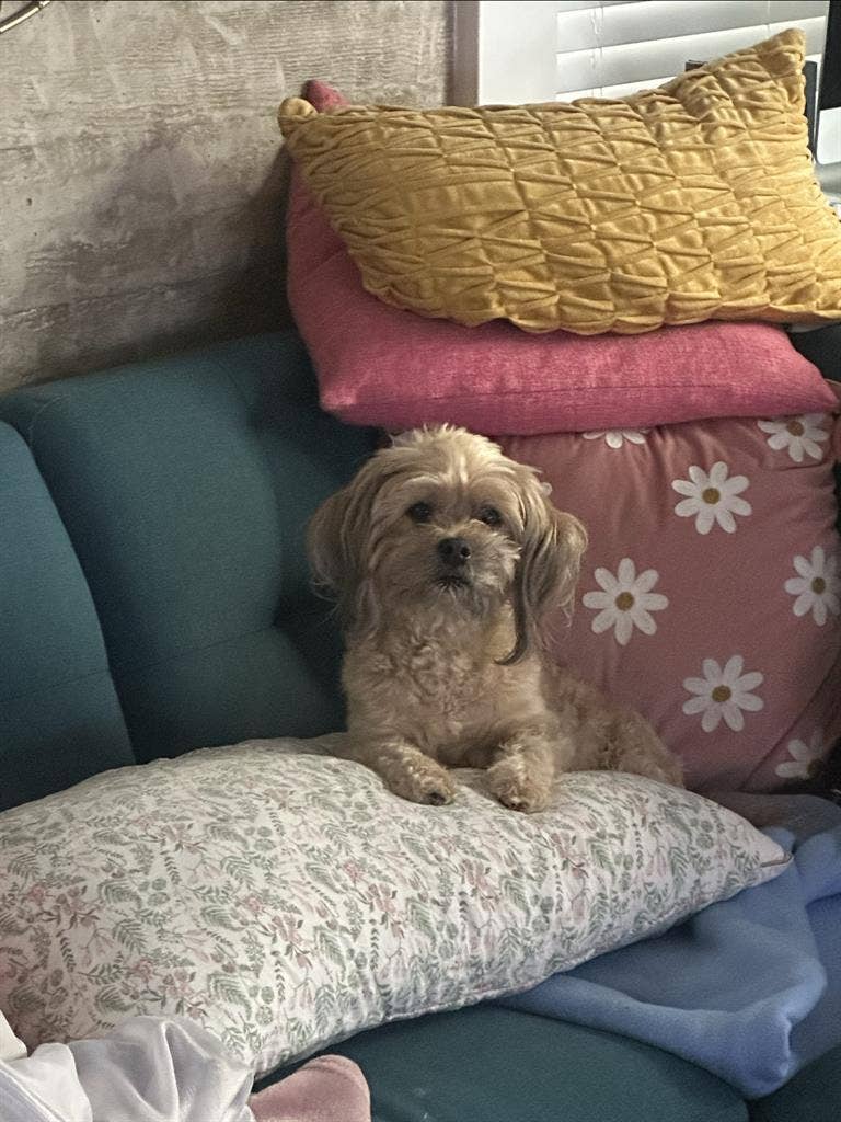 Friendly, Respectful, with sml dog