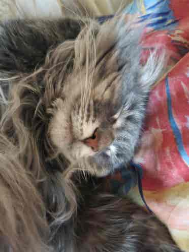 Gal in need of a new home!