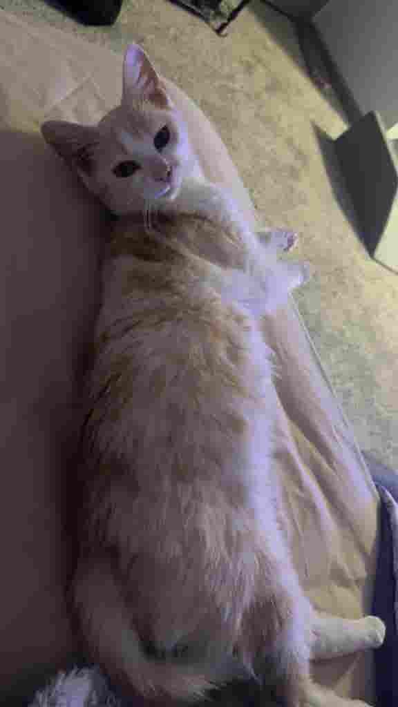 Looking for a roommate or a few!