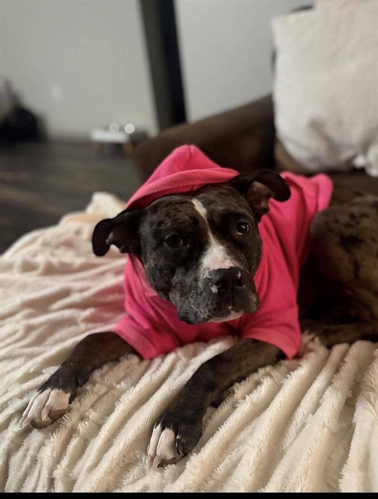 Dog Mom Seeking Roommate