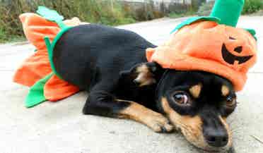 Looking for a pet friendly home