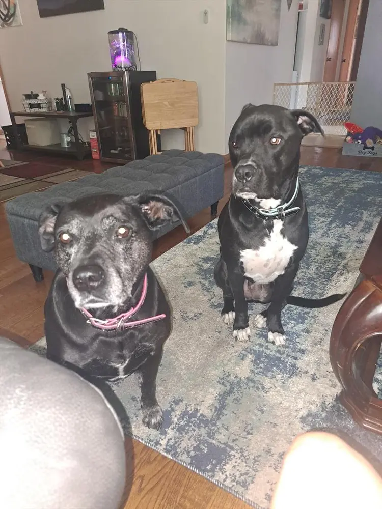 Room needed with dogs