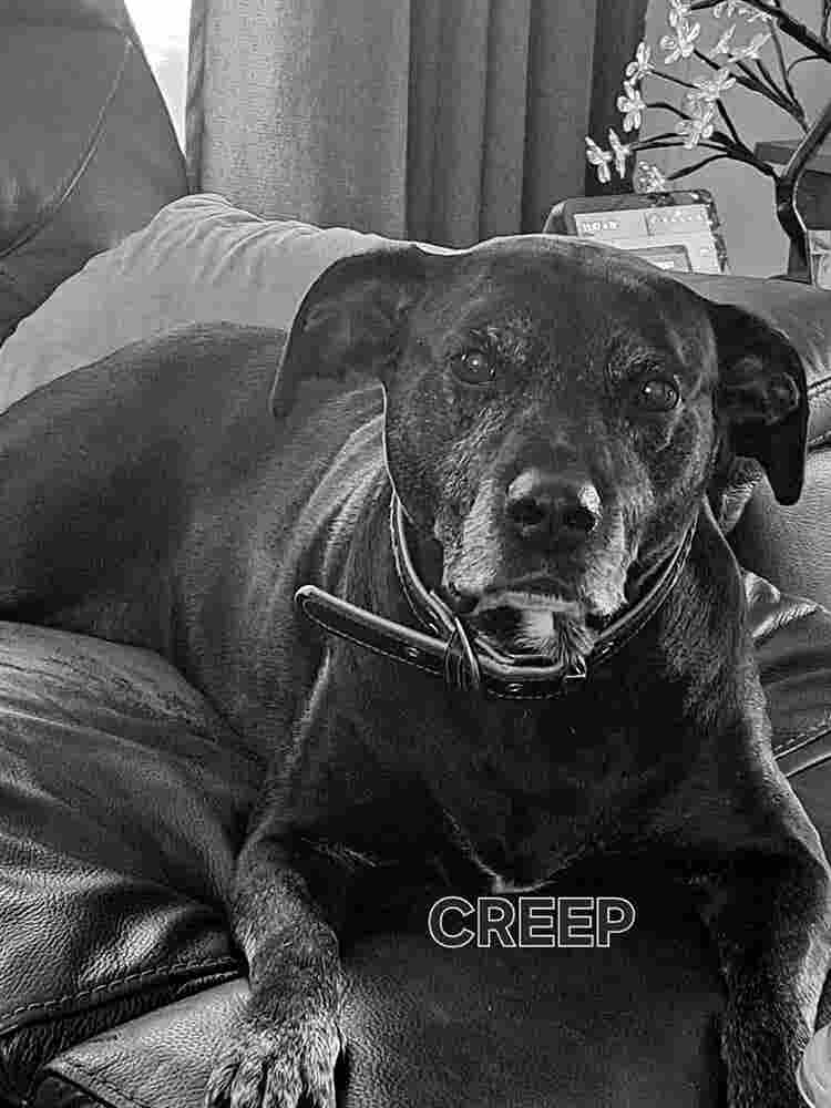 Room needed with dogs