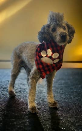 year old male with toy poodle