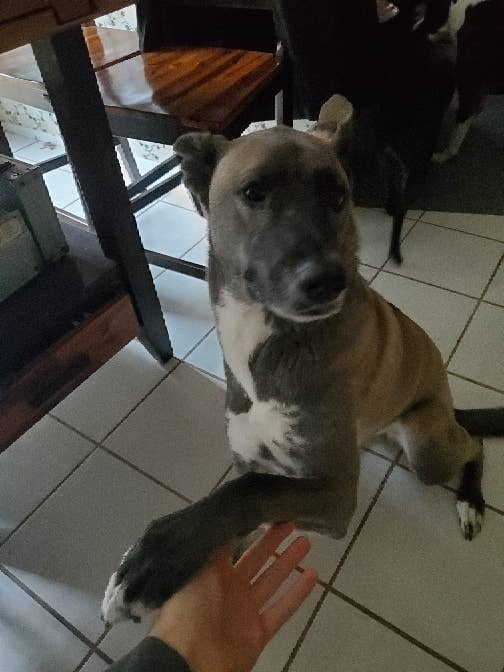 Need a room for me and my dog