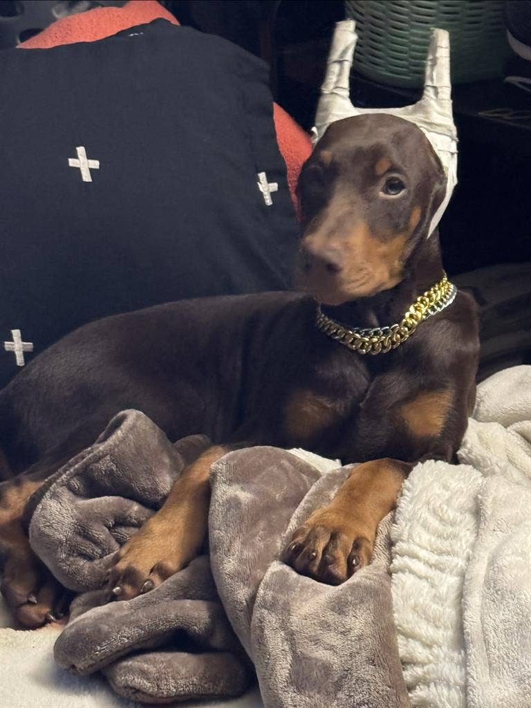 Couple with puppy looking for room