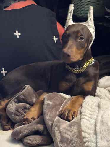 Couple with puppy looking for room