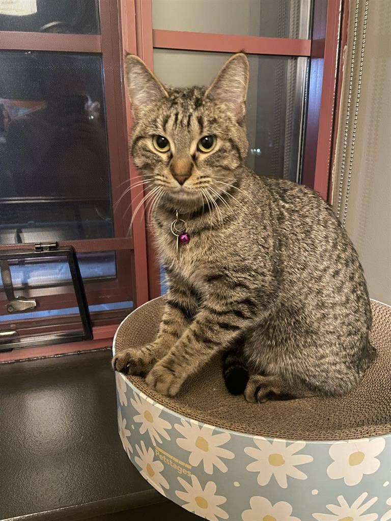 Looking for a cat friendly room