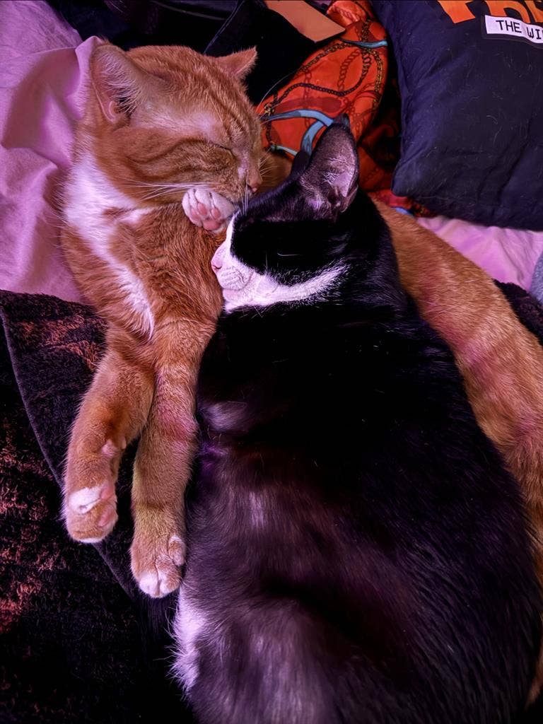 1 BEDROOM, PRIVATE BATH, PETS