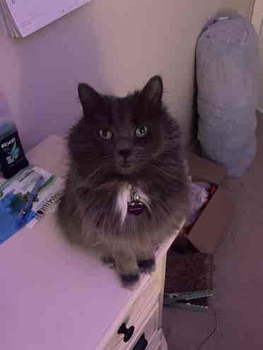 Looking for a cat friendly place
!