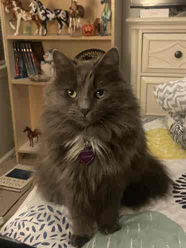 Looking for a cat friendly place
!