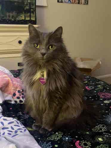 Looking for a cat friendly place
!