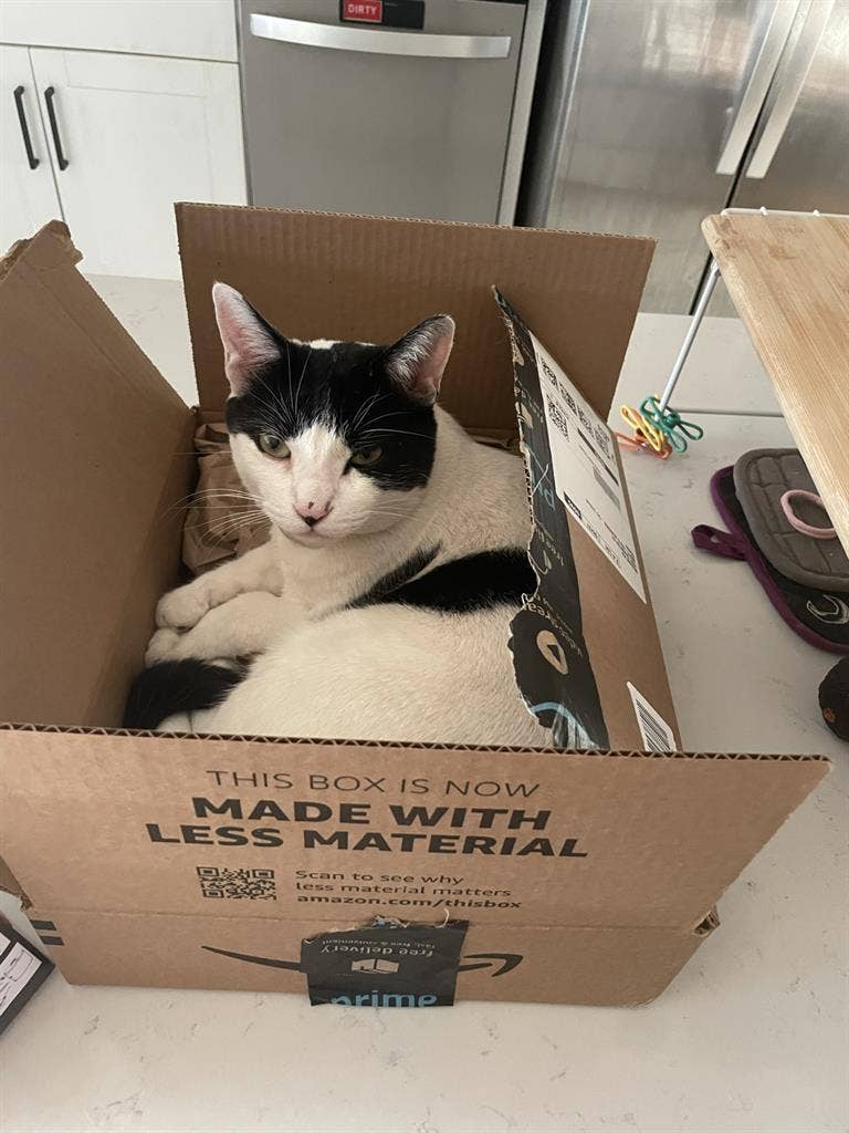 cat