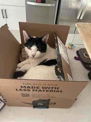 cat